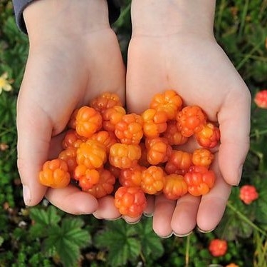 Nước ép cao cấp quả dâu mây mix táo BONNE 1 lít-duoc-ban-tai-Siêu Thị Ánh Nguyệt