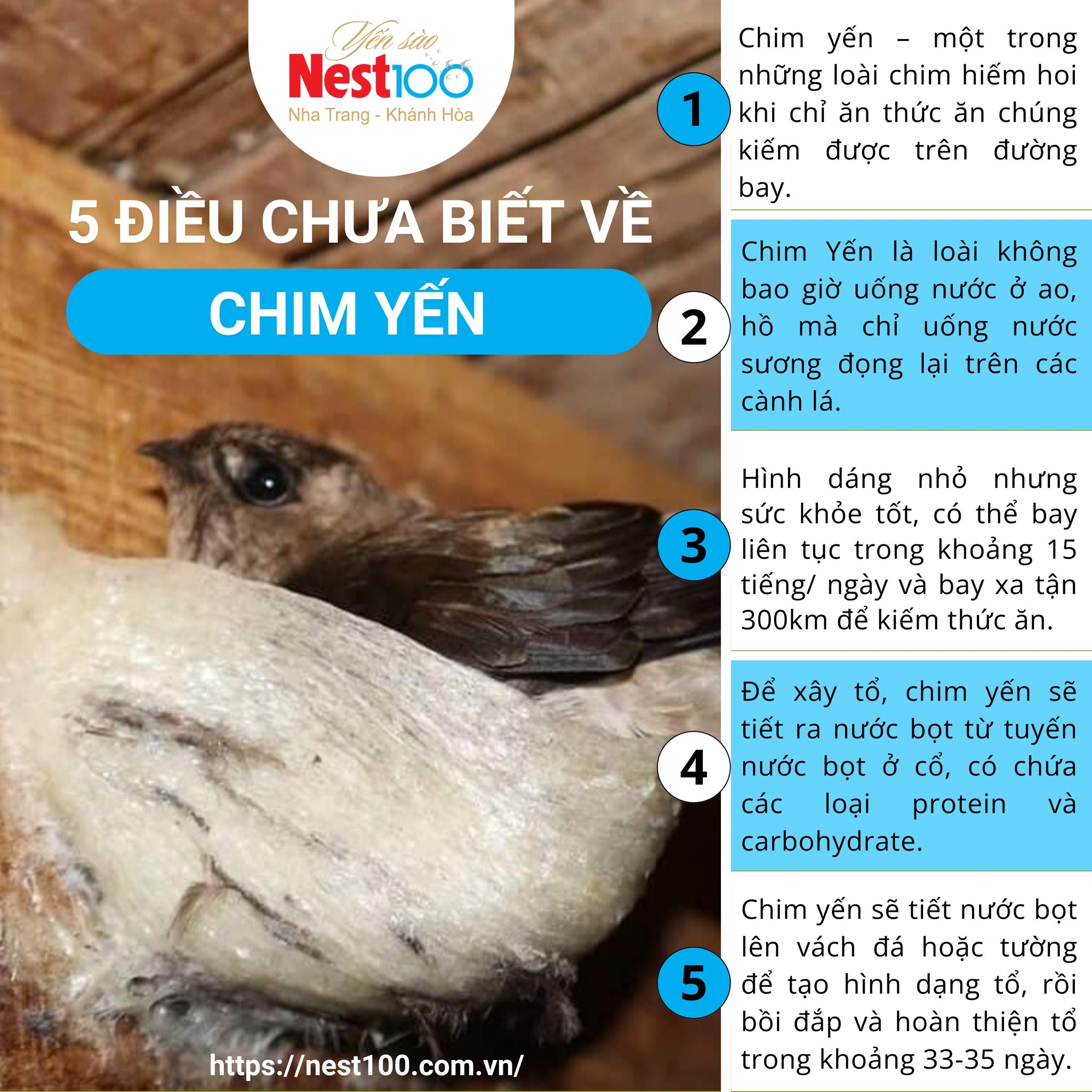 Yến tổ Nest100 – Rút lông loại đặc biệt (50g + túi)