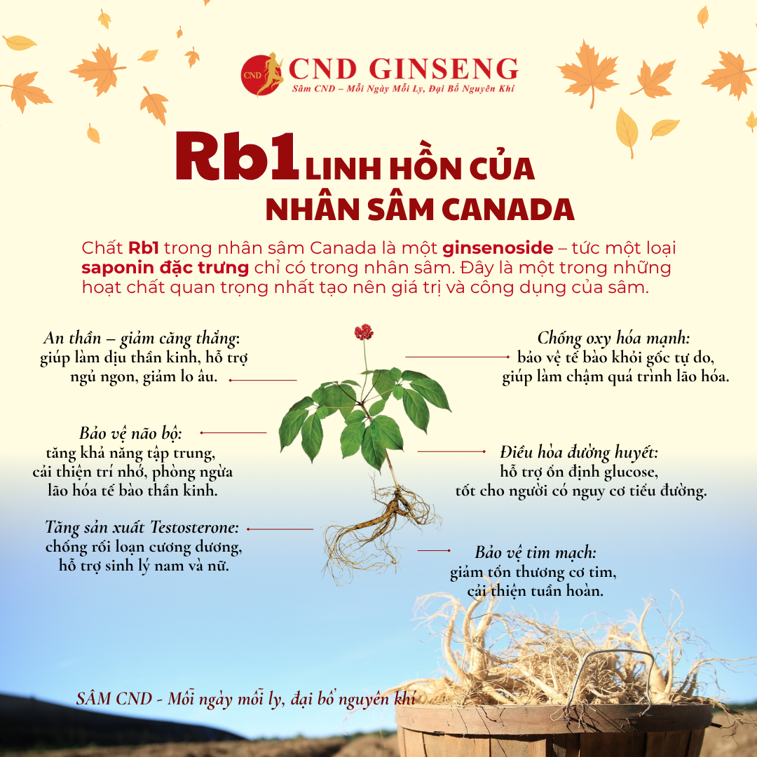 An Đường Hoà Tan CND GINSENG - Hỗ trợ cải thiện chỉ số đường huyết ( kèm túi )